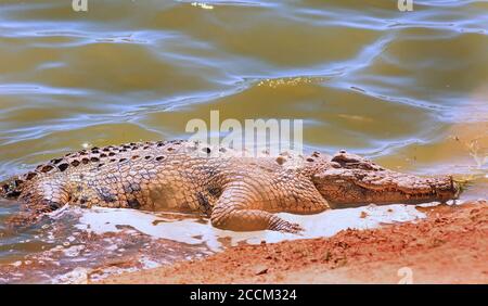 African Nile Crocodile partially out of water with nice sunlight shining on the water. South Luangwa, Zambia Stock Photo