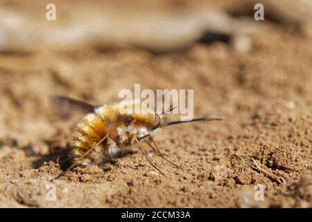 Dark-edged bee fly (Bombylius major) rubbing the tip of her abdomen in loose, sandy soil to fill her sand chamber where eggs are coated in sand, UK. Stock Photo