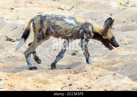 African Wild Dog - also known as a painted dog (Lycaon Pictus) walking across the dry African Svannah in South Luagwa National Park, Zambia, Southern Stock Photo
