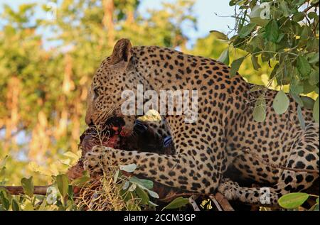 Handsome Male Leopard (Panthera Pardus), laying on a branch feeding on a recent in South Luangwa National Park, Zambia