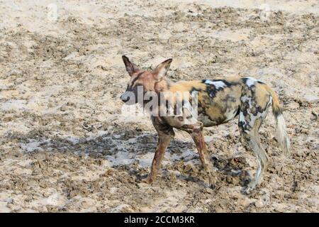 A Lone African Wild Dog also known as a Painted Dog - Latin Name Lycaon Pictus, walking across the dry arid avannah in South Luangwa National Park, Za Stock Photo