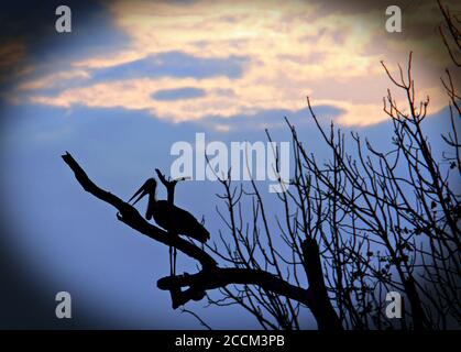 Maribou Storks resting on a tree with a sunset background, South Luangwa, Zambia Stock Photo