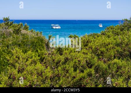 Juniper trees and shrubs with Mediterranean blue sea and boats on the background Stock Photo