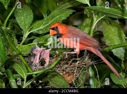 Northern cardinal (Cardinalis cardinalis) male feeding nestlings at the nest, Georgia, USA Stock Photo