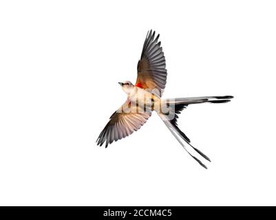 Scissor-tailed flycatcher (Tyrannus forficatus) flying, isolated on white background.