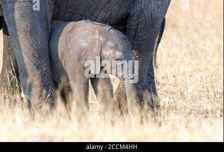 Adorable baby elephant calf standing close to Mother on the dry yellow plains. Partially covered body due to length of the grass. Hwange National Park Stock Photo