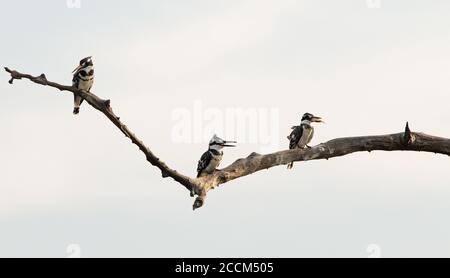 Three Pied Kingfishers on a branch - one has a small fish in ot's beak.  Lake Kariba, Zimbabwe, Southern Africa Stock Photo