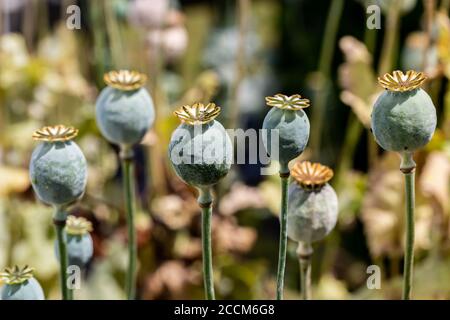 Poppy seed heads in summer, with a shallow depth of field Stock Photo