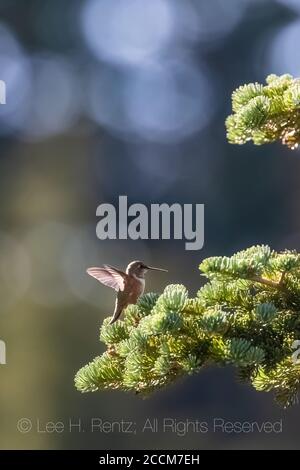 Rufous Hummingbird, Selasphorus rufus, female resting on a Subalpine Fir at the edge of a mountain meadow on the Snowgrass Trail in the Goat Rocks Wil Stock Photo
