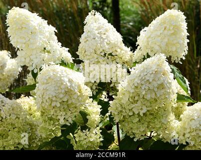 Hydrangea paniculata Phantom. Stock Photo