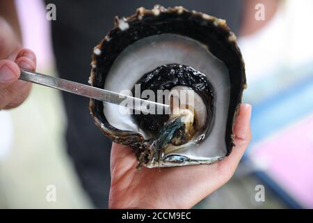 Tahiti black pearl farming demonstration. Farmer showing black lip oyster to cultivate the precious gem. Cultivation around the islands of French Stock Photo