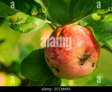 Apple damaged by birds and insects at Autumn Stock Photo