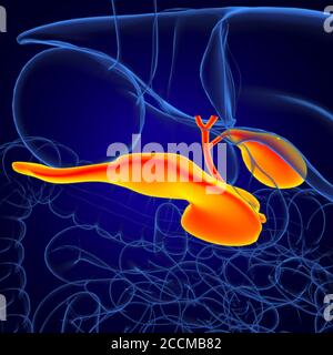 Gall Bladder Human Digestive System Anatomy For Medical Concept 3D Illustration Stock Photo