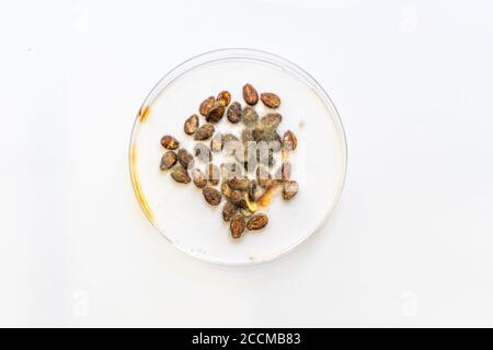mould and fungi close-up growing on watermelon grains Stock Photo