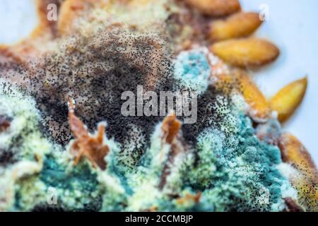 white mold growing on the grains and pulp of the melon Stock Photo