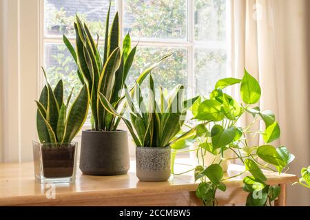 Indoor houseplants next to a window in a beautifully designed home or flat interior. Stock Photo