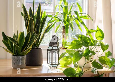 Indoor houseplants next to a window in a beautifully designed home or flat interior. Stock Photo