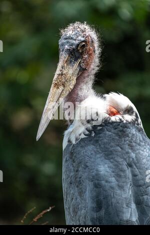 Portrait of Marabou Stork (Leptoptilos crumenifer) Stock Photo