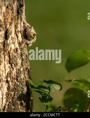 American Tree Frog Stock Photo