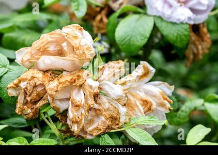A dying wild white rose. The flower is brown and decayed. Stock Photo