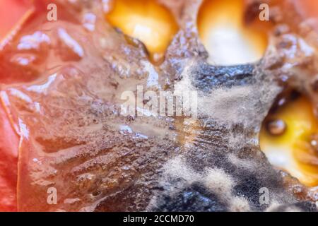 view of growing mold on the surface of a rotten tomato. Stock Photo