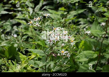White wood aster flowering plant. Aster divaricatus. Stock Photo