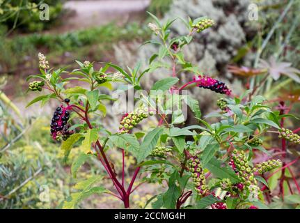 American pokeweed or poke sallet or dragonberries plant with ripe and green berries. Phytolacca americana family Phytolaccaceae. Stock Photo