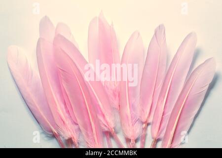 Pink feathers on white background Stock Photo