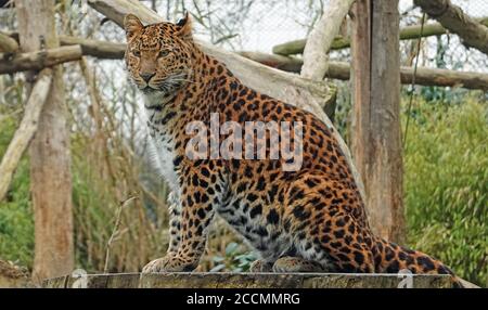 Captive Northern Chines Leopard posing on a large circular tree stump Stock Photo
