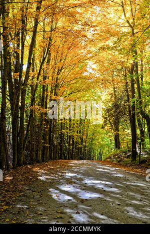 Country road with trees on both sides Stock Photo