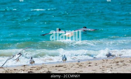 flying seagull over sandy beach and sea level Stock Photo