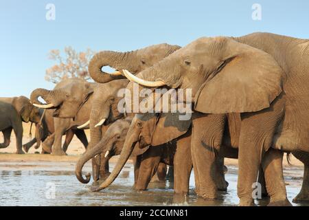 Large herd of elephants drinking from a waterhole with trunks curled into mouth, Chobe National Park, Botswana Stock Photo