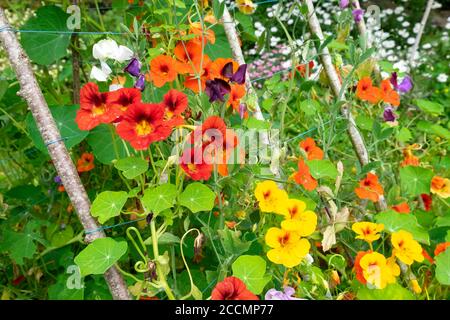 Climbing nasturtiums on a wooden support made of sticks branches in a small backyard garden in August Carmarthenshire Wales UK  KATHY DEWITT Stock Photo