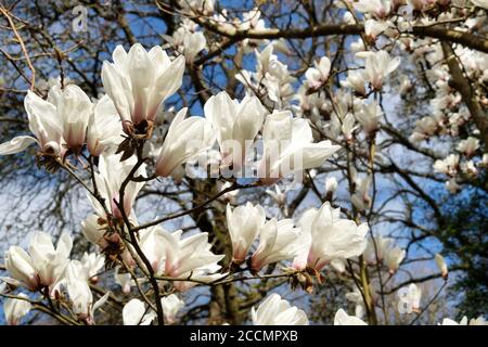 Yulan magnolia or white star magnolia in bloom Stock Photo