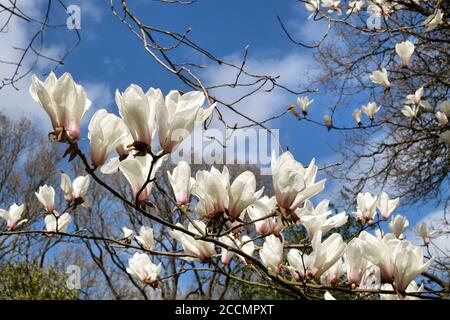 Yulan magnolia or white star magnolia in bloom Stock Photo