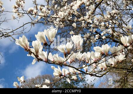 Yulan magnolia or white star magnolia in bloom Stock Photo