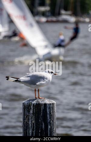 Baldeneysee, sailboat, seagull on a pole, sailboats, Essen, NRW, Germany Stock Photo