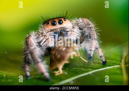 A jumping spider (Phidippus regius) eating its prey cockroach on a green leaf. Macro, big eyes, sharp details. Beautiful big eyes and big fangs. Stock Photo