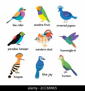 Set of the most beautiful birds on the planet. Hoopoe, Crowned pigeon, Turaco, Paradise tanager, Mandarin duck, Blue Jay, Lilac roller, Amadina finch Stock Vector
