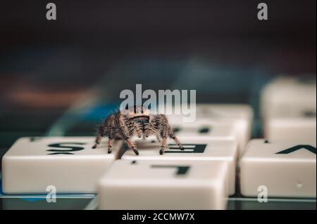 Small jumping spider (phiddipus regius) sitting on part of desk game on letter from scrabble. Stock Photo