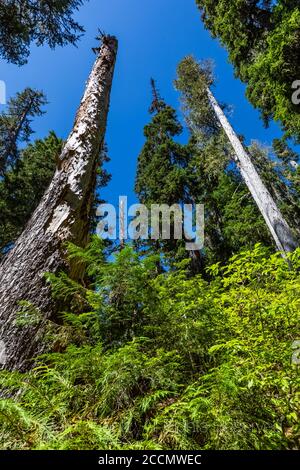 Dead tree and lush new growth in the forest along the Snowgrass Trail in the Goat Rocks Wilderness, Gifford Pinchot National Forest, Washington State, Stock Photo