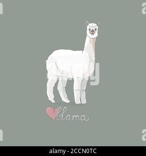 Vector illustration of a llama or alpaca in full growth. Cartoon pastel colors Stock Vector