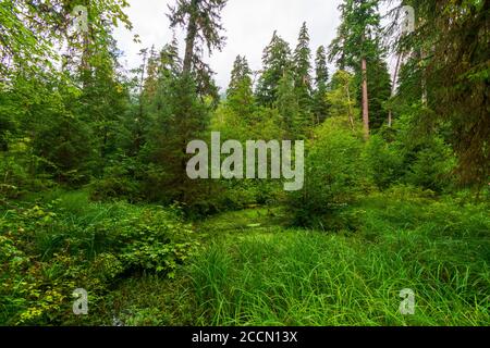 Hoh Rain Forest in Olympic National Park Stock Photo