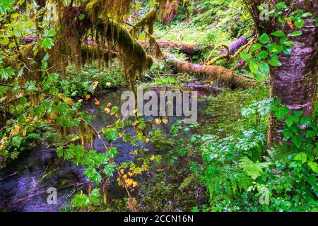 Stream runs through the Hoh Rain Forest in Olympic National Park Stock Photo