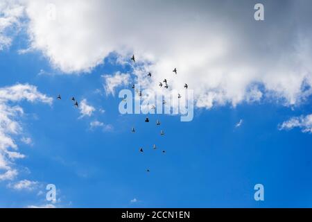 Blue sky with layered cumulus clouds and many flying birds. Natural background. Stock Photo