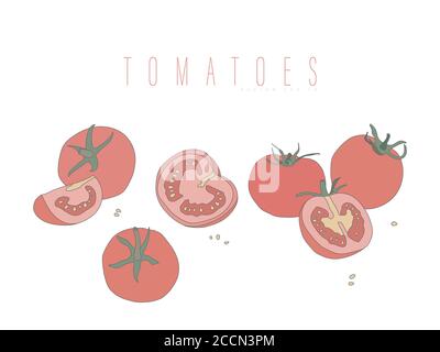 Whole and cut tomatoes. Vector illustration flat style isolated on a white  Stock Vector