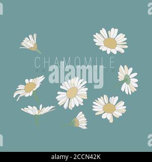 Set of flowers and chamomile buds. For design, invitations, cards, paper Stock Vector