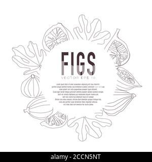 Vector illustration of figs, whole and in section. Flat style with outline. Stock Vector