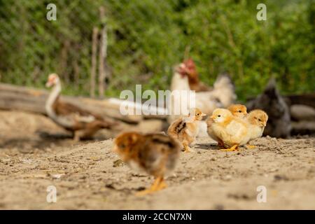 Beautiful little chickens on a background of hens Stock Photo