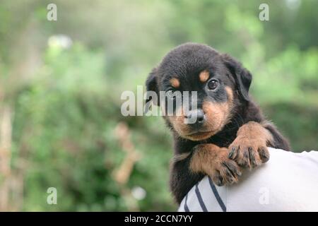 Cute puppy dog cling on the shoulder of adult man. Looking at camera. Copy space. Stock Photo